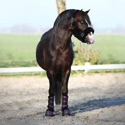 Licol Suave Horsegear Noir -Plein Air Équipement Magasin licol suave horsegear noir 2